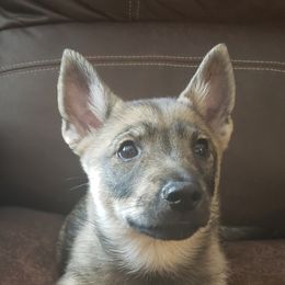 Nova Scotia Duck Tolling Retrievers and Swedish Vallhunds from Firefly Farms