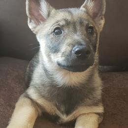 Nova Scotia Duck Tolling Retrievers and Swedish Vallhunds from Firefly Farms