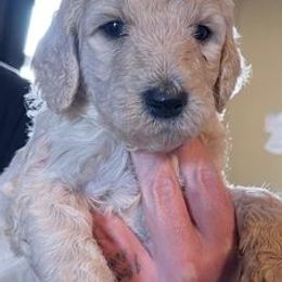 Poodles and Sheepadoodles from Sassy Poodles and Doodles