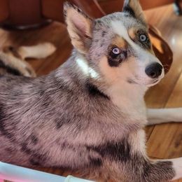 Daisy - Pomsky