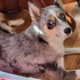 Daisy - Pomsky