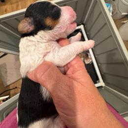 Astro - Tri-color male Bernedoodle puppy in Rock Hill, South Carolina from LolliPop Farms