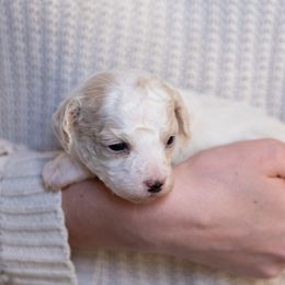 Goldendoodle Puppies from OikiaDoodle
