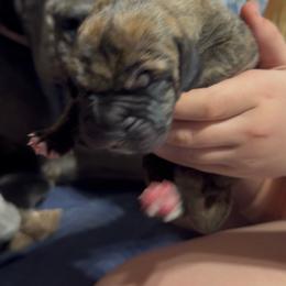 Boy 1 - Brindle male Great Dane puppy in Wimberley, Texas from Heart of Texas Great Danes