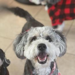 Ruby - Bernedoodle