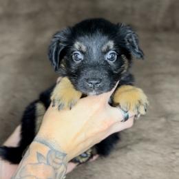 Beretta - Black tri female Miniature Australian Shepherd puppy in Queen Creek, Arizona from Arizona Aussies
