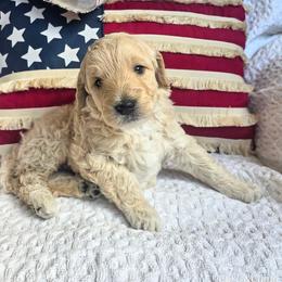 Aspen - Cream male Goldendoodle puppy in Gunnison, Utah from Curls and Camo Pups