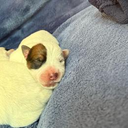 Boy 4 - Red speckled male Australian Cattle Dog puppy in Concrete, Washington from Back Country Australian Cattle dogs