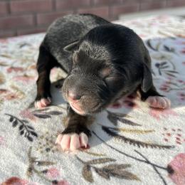 Girl 1 - Black tri female Miniature Australian Shepherd puppy in Beaver, Utah from Renegade Point Stock Dogs