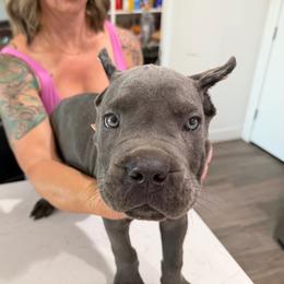 Gray collar male - Gray male Cane Corso puppy in San Tan Valley, Arizona from Lofty Legends