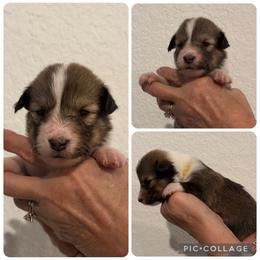 Yellow - Sable and white female Shetland Sheepdog puppy in Katy, Texas from Sherock’s Shelties
