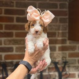 Harper - Parti female Goldendoodle puppy in Anthem/Phoenix, Arizona from Ironwood Doodles