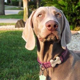 Long Haired Weimaraner and Weimaraner All Grown Up from Wiregrassweimaranerstoo