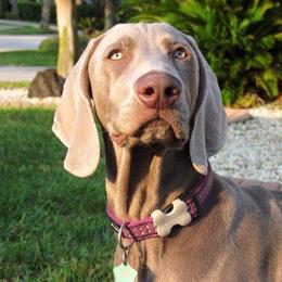 Long Haired Weimaraner and Weimaraner All Grown Up from Wiregrassweimaranerstoo