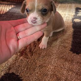 Chihuahua, Pomeranian, and Yorkshire Terrier Puppies from Pampered Pups Kennel