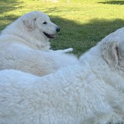 Kuvaszok and Pumik from Ederra (Kuvasz and Pumi)