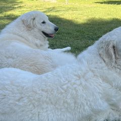 Kuvaszok and Pumik from Ederra (Kuvasz and Pumi)