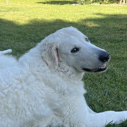 Kuvaszok and Pumik from Ederra (Kuvasz and Pumi)