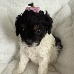 Girl 3 - Black and white female Cavapoo puppy in Nampa,, Idaho from Clig Doodle Days