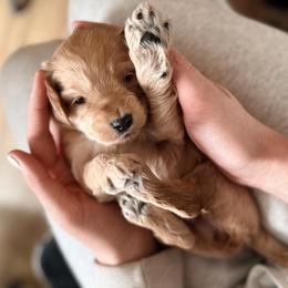 Joplin - Cream female Cockapoo puppy in Denver, Pennsylvania from Greenview Puppies