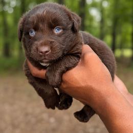 Sprout - Red tri-color male Australian Shepherd puppy in Macon, Georgia from Shaina’s Shepherds