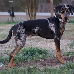 Catahoula Leopard Dogs from Rimrock Catahoulas