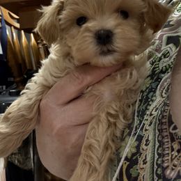 Molly - Cafe au lait female Maltipoo puppy in Fredericksburg, Ohio from Edna Keim