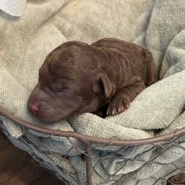Zuzu - Chocolate female Labradoodle puppy in Bruceton Mills, West Virginia from Adonai Ra'ah Farms