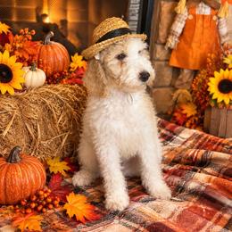 Sawyer - Apricot male Goldendoodle puppy in Sanderson, Florida from Serenity Goldendoodles