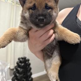 Shiba Inu Puppies from Shiba Co.