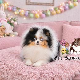 Black Tri Merle - Pomeranian
