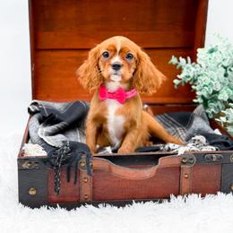 Bailey - Ruby female Cavalier King Charles Spaniel puppy in North Carolina from NC Doodle Puppies