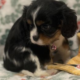 El (Eleven) - Tri-color female Cavalier King Charles Spaniel puppy in Lawton, Oklahoma from Wild Wishes Cavaliers