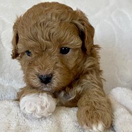 Maltipoo Puppies from Little Loves Maltipoos