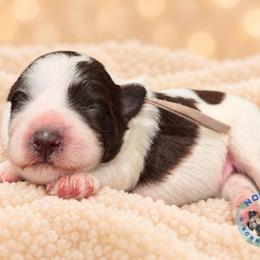 Tucker - Parti male Miniature Schnauzer puppy in Magalia, California from NorCal Schnauzers