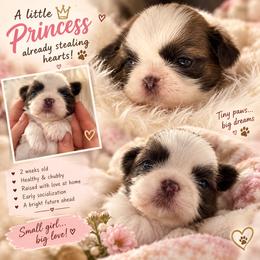 Crown Jewel Sultans Star - Black white and silver female Shih Tzu puppy in Spartanburg, South Carolina from SULTAN STAR