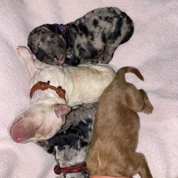 Bernedoodle and Goldendoodle Puppies from Saratoga Goldendoodles