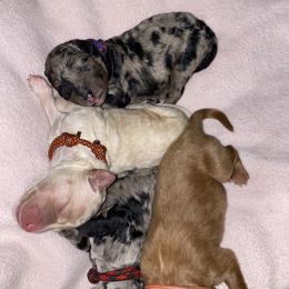 Bernedoodle and Goldendoodle Puppies from Saratoga Goldendoodles