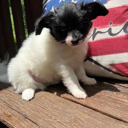 Ricky - White black and tan male Papillon puppy in Benton, Arkansas from Mama's Pride Poms and Paps