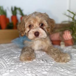 Graham - Blenheim male Cavapoo puppy in Fayetteville, Arkansas from Silver Hill Farm