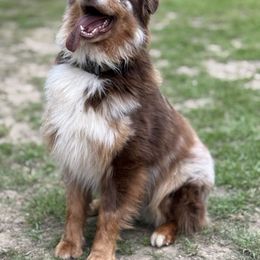 Brody - Australian Shepherd