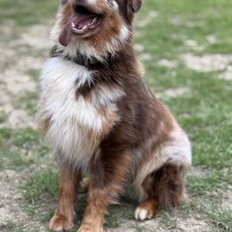 Brody - Australian Shepherd