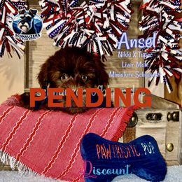PENDING - Liver male Miniature Schnauzer puppy in Spruce Pine, North Carolina from Schnauzers of Blue Ridge