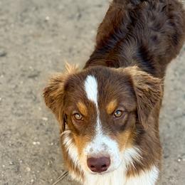 Big Red - Red tri-color male Australian Shepherd puppy in De Leon, Texas from Oceanwood