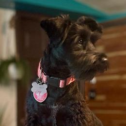 Harper Renae - Miniature Schnauzer