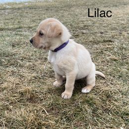 Labrador Retriever Puppies from Dutson Labs