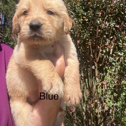 Blue - Golden male Golden Retriever puppy in Jesup, Georgia from Painted Platinum Retrievers (Painted Platinum Kennel) PPK