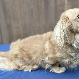 Dachshunds from Tree City Cream Dachshunds