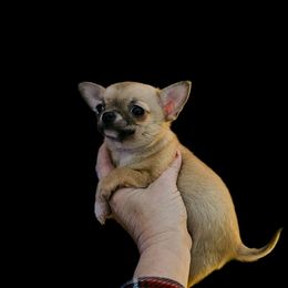 Chihuahua Puppies from Country Charm Chihuahuas