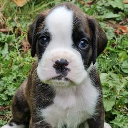 French Bulldogs from Cedar Grove Bullies